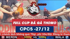 Video đá gà thomo CPC5 ngày 27122025