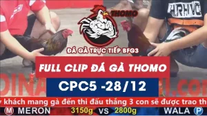 Video đá gà thomo CPC5 ngày 28122025