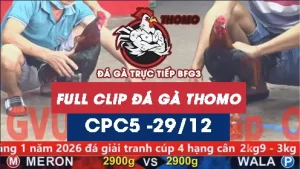 Video đá gà thomo CPC5 ngày 29122025