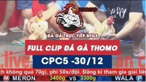 Video đá gà thomo CPC5 ngày 30122025