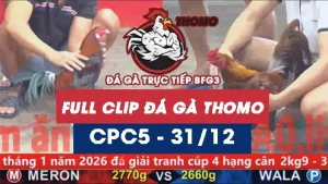 Video đá gà thomo CPC5 ngày 31122025