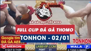 Video đá gà Tonhon ngày 02012026