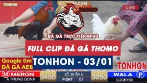 Video đá gà Tonhon ngày 03012026