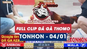 Video đá gà Tonhon ngày 04012026