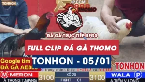 Video đá gà Tonhon ngày 05012026
