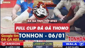 Video đá gà Tonhon ngày 06012026
