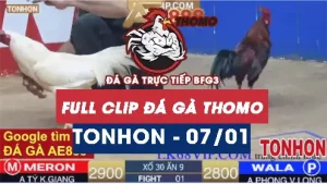 Video đá gà Tonhon ngày 07012026