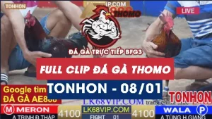 Video đá gà Tonhon ngày 08012026