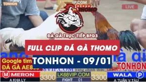 Video đá gà Tonhon ngày 09012026