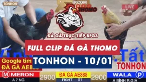 Video đá gà Tonhon ngày 10012026