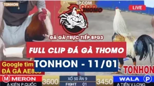 Video đá gà Tonhon ngày 11012026