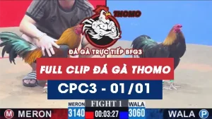 Video đá gà thomo CPC3 ngày 01012026
