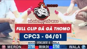 Video đá gà thomo CPC3 ngày 04012026