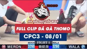 Video đá gà thomo CPC3 ngày 08012026