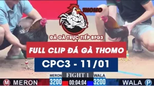 Video đá gà thomo CPC3 ngày 11012026