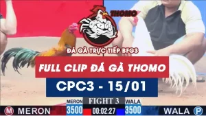 Video đá gà thomo CPC3 ngày 15012026