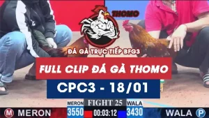 Video đá gà thomo CPC3 ngày 18012026