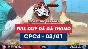 Video đá gà thomo CPC4 ngày 03012026