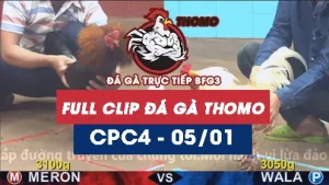 Video đá gà thomo CPC4 ngày 05012026