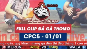Video đá gà thomo CPC5 ngày 01012026