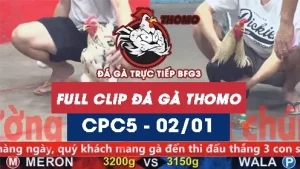 Video đá gà thomo CPC5 ngày 02012026