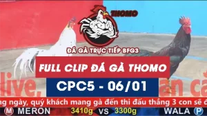 Video đá gà thomo CPC5 ngày 06012026