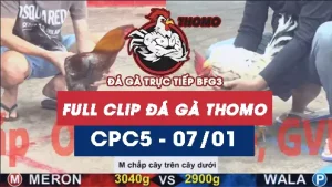 Video đá gà thomo CPC5 ngày 07012026