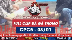 Video đá gà thomo CPC5 ngày 08012026