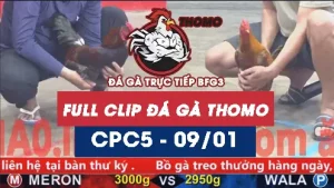 Video đá gà thomo CPC5 ngày 09012026