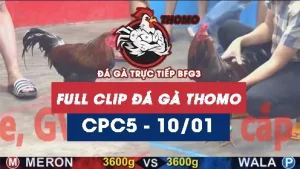 Video đá gà thomo CPC5 ngày 10012026