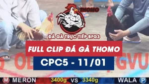 Video đá gà thomo CPC5 ngày 11012026