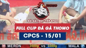 Video đá gà thomo CPC5 ngày 15012026
