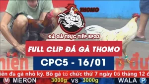 Video đá gà thomo CPC5 ngày 16012026