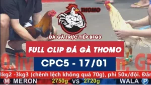 Video đá gà thomo CPC5 ngày 17012026