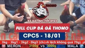 Video đá gà thomo CPC5 ngày 18012026
