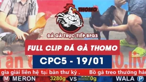 Video đá gà thomo CPC5 ngày 19012026