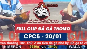 Video đá gà thomo CPC5 ngày 20012026