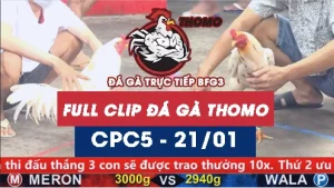 Video đá gà thomo CPC5 ngày 21012026
