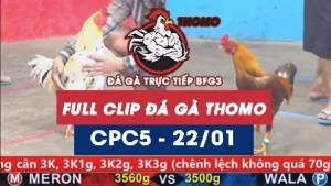 Video đá gà thomo CPC5 ngày 22/01/2026