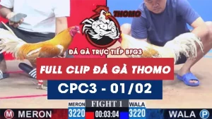 Video đá gà trực tiếp thomo CPC3 ngày 01022026