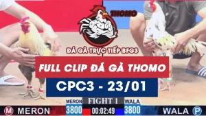Video đá gà trực tiếp thomo CPC3 ngày 23012026