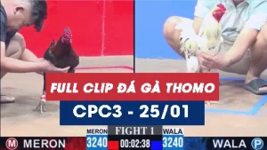 Video đá gà trực tiếp thomo CPC3 ngày 25012026