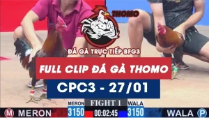 Video đá gà trực tiếp thomo CPC3 ngày 27012026