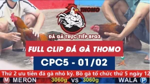 Video đá gà trực tiếp thomo CPC5 ngày 01022026