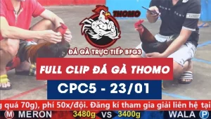 Video đá gà trực tiếp thomo CPC5 ngày 23012026