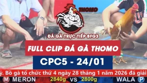 Video đá gà trực tiếp thomo CPC5 ngày 24012026