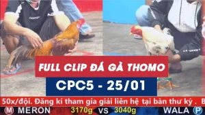 Video đá gà trực tiếp thomo CPC5 ngày 25012026