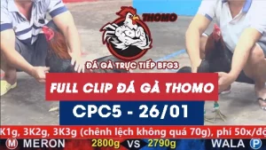 Video đá gà trực tiếp thomo CPC5 ngày 26012026