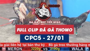 Video đá gà trực tiếp thomo CPC5 ngày 27012026