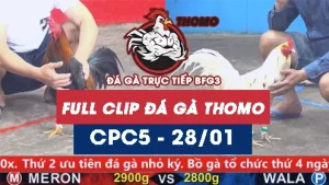 Video đá gà trực tiếp thomo CPC5 ngày 28012026